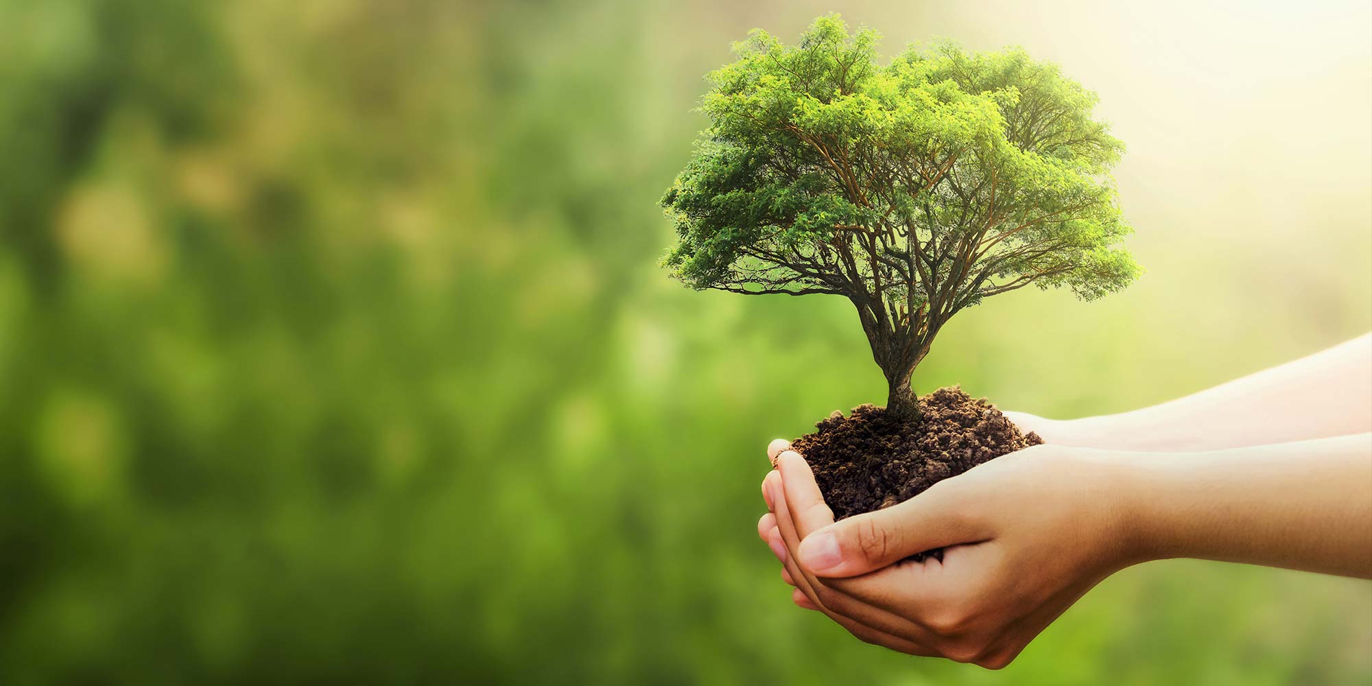Dicas de sustentabilidade no dia a dia - mãos segurando uma muda de árvore