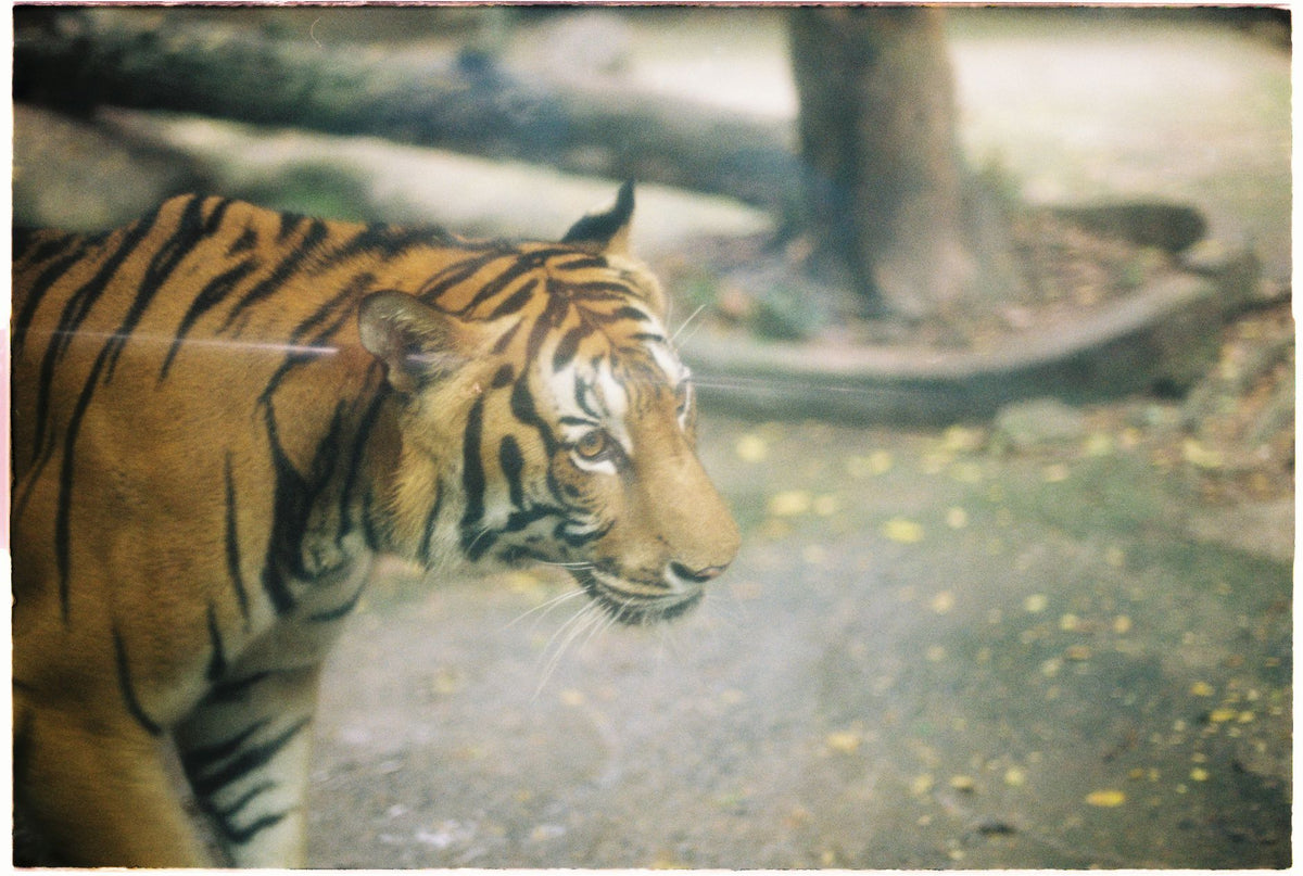 Estilo e Conforto no Dia a Dia: O Tênis Preto Casual Fiber Fly Recovery